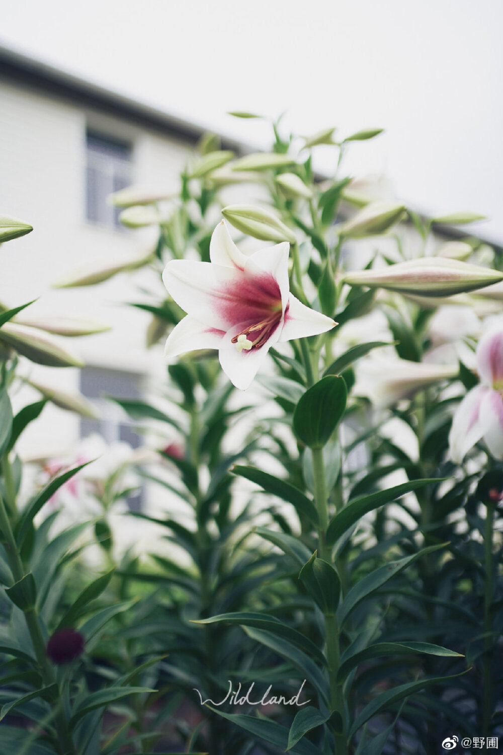 百合花