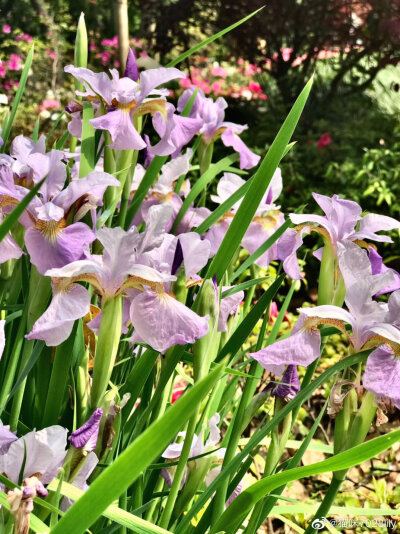 鸢尾花