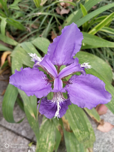 鸢尾花