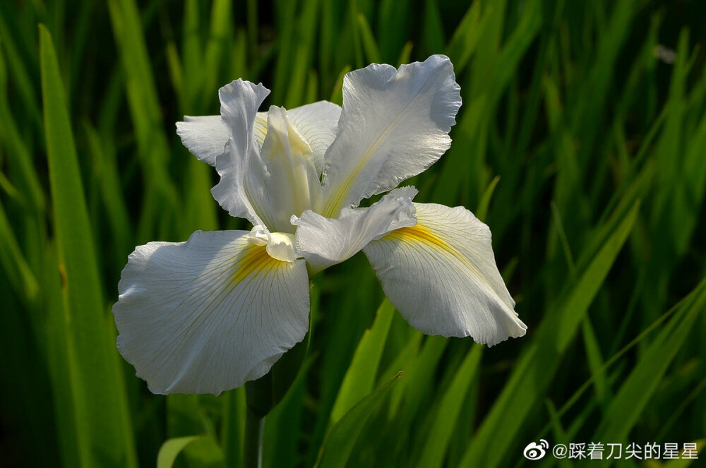 鸢尾花