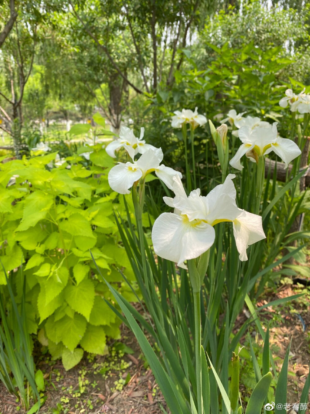 鸢尾花