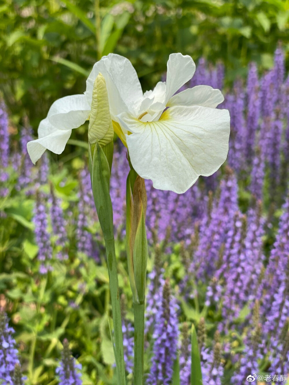 鸢尾花