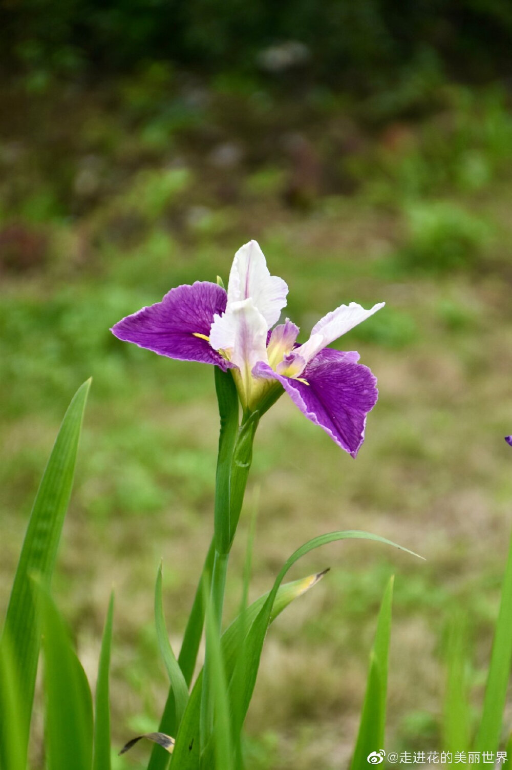 鸢尾花