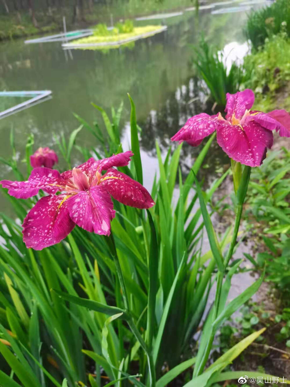 鸢尾花