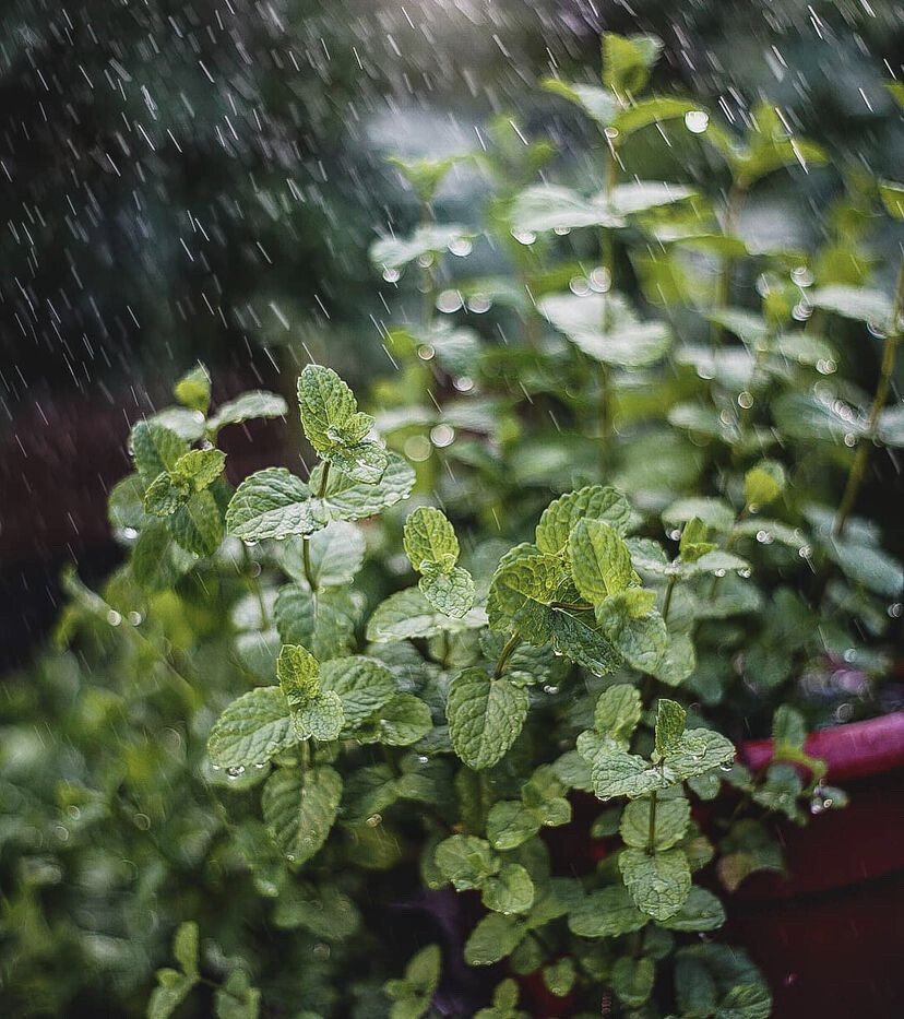 雨