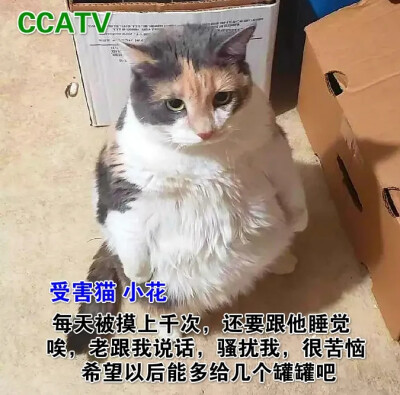 猫咪真烦恼，两脚兽真可恶！
评论：猫咪保护协会，复仇者联盟，猫咪防身术教练，有喵青年等10000000000000只喵觉得很赞
年糕：呜呜呜呜呜呜真实！￼￼
公公猫：哭了，下辈子不当猫啦！
狸花：臭奴才总是用臭脚蹭…