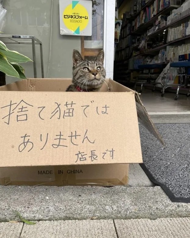 
文具店门口那只猫真惨，被遗弃了！
“我不是被遗弃的猫，我是店长！￼”
评论：书屋，橘猫，爱读书的青年，反转bot，有喵青年等360只喵觉得很赞
橘猫：老板是在门口招揽客人
好心路人：原来，你是老板啊！
吃瓜猫：老板已经十三岁了，好棒！￼
