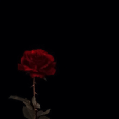 
Red Rose †