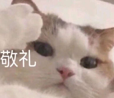 猫咪表情