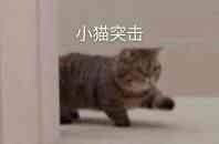  『阿猫阿狗系列表情包』
图源网络
素质取图！！！