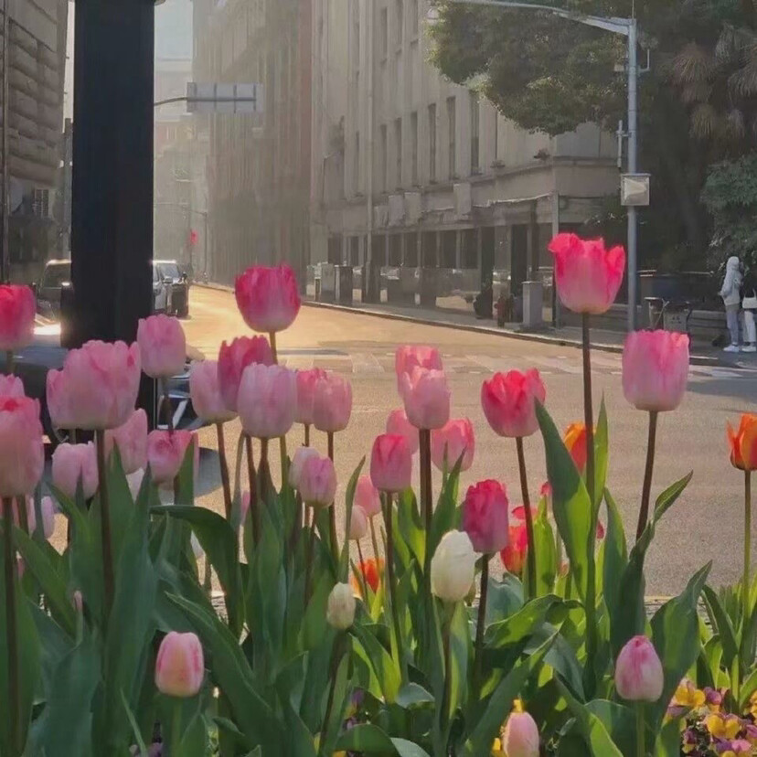 鲜花背景图