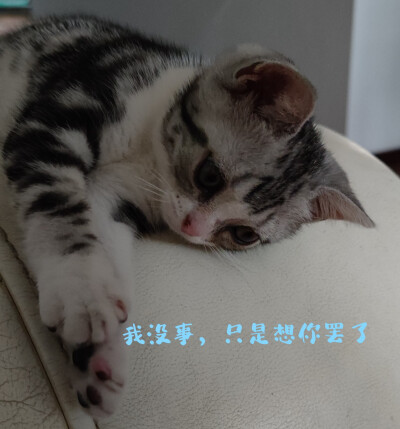 猫咪叫摩卡