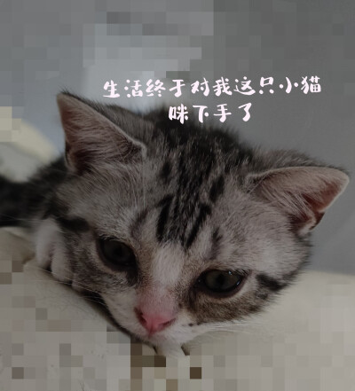 猫咪叫摩卡