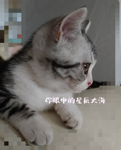 猫咪叫摩卡