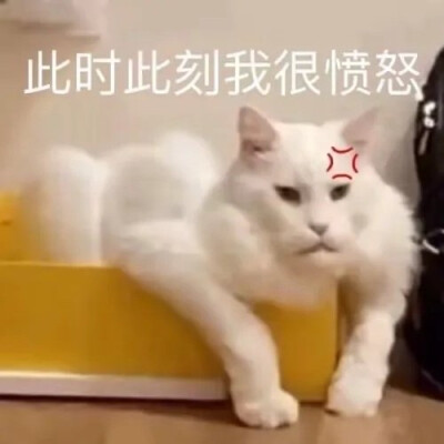 猫猫