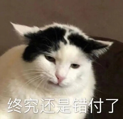 猫猫