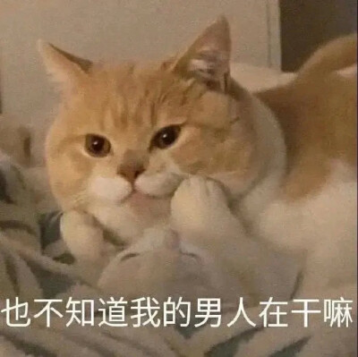 猫猫