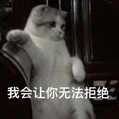 猫猫