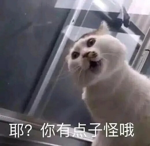 猫猫