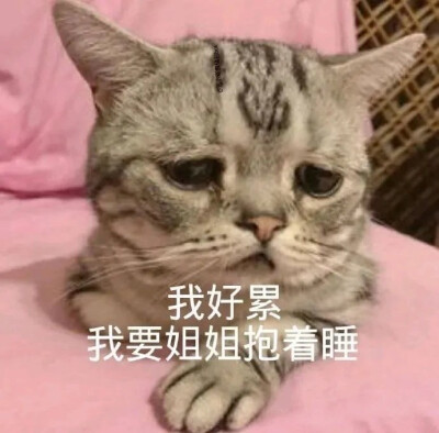 猫猫