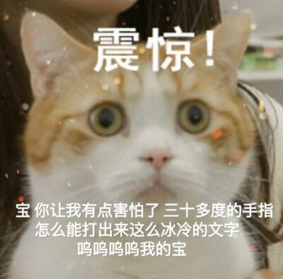 猫猫