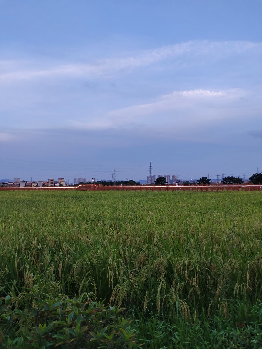 下班后，在公司附近的街道，田野散步