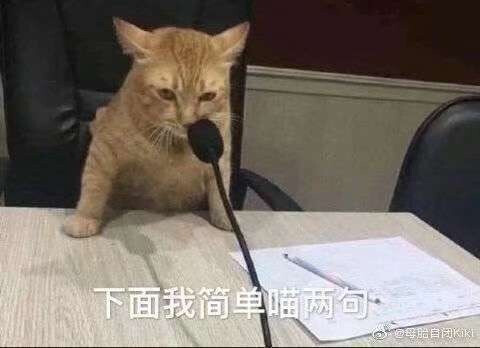 猫猫表情包