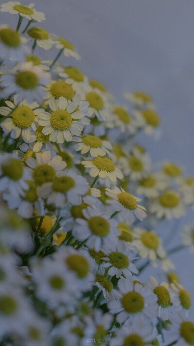 小雏菊 壁纸
©比芭芭芭卜＿