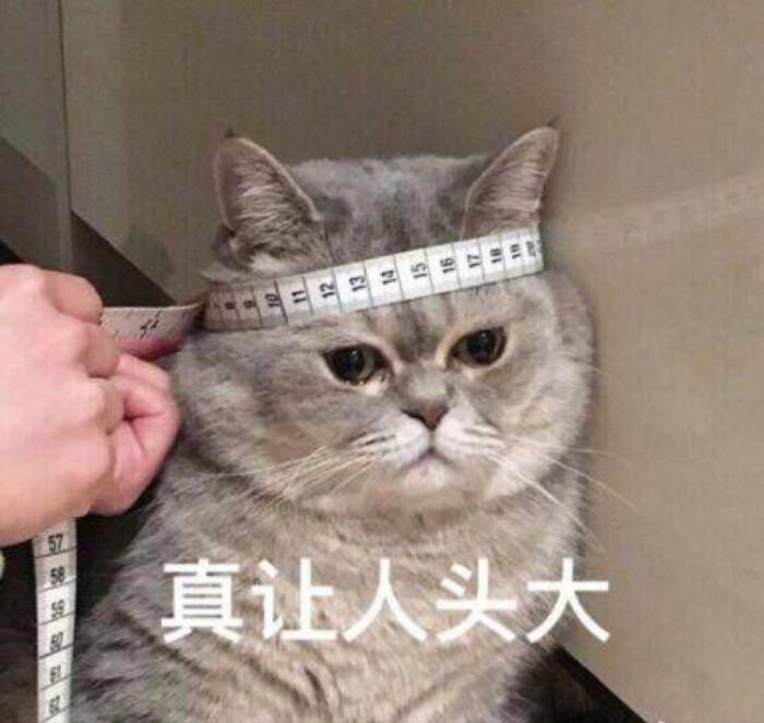 真让猫头大