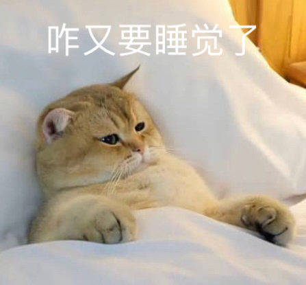 动物表情包 猫