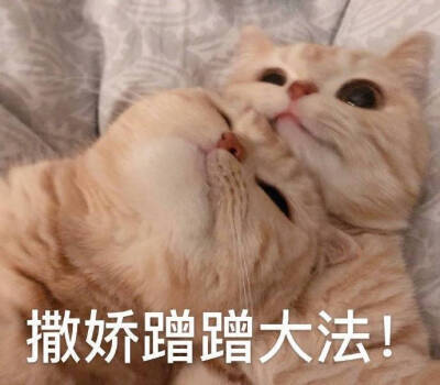 动物表情包 猫