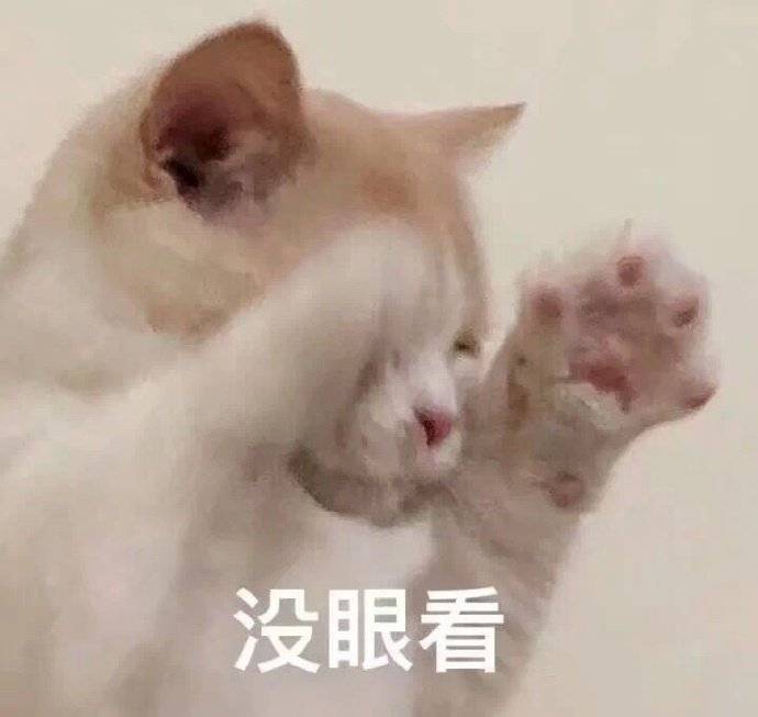 动物表情包 猫