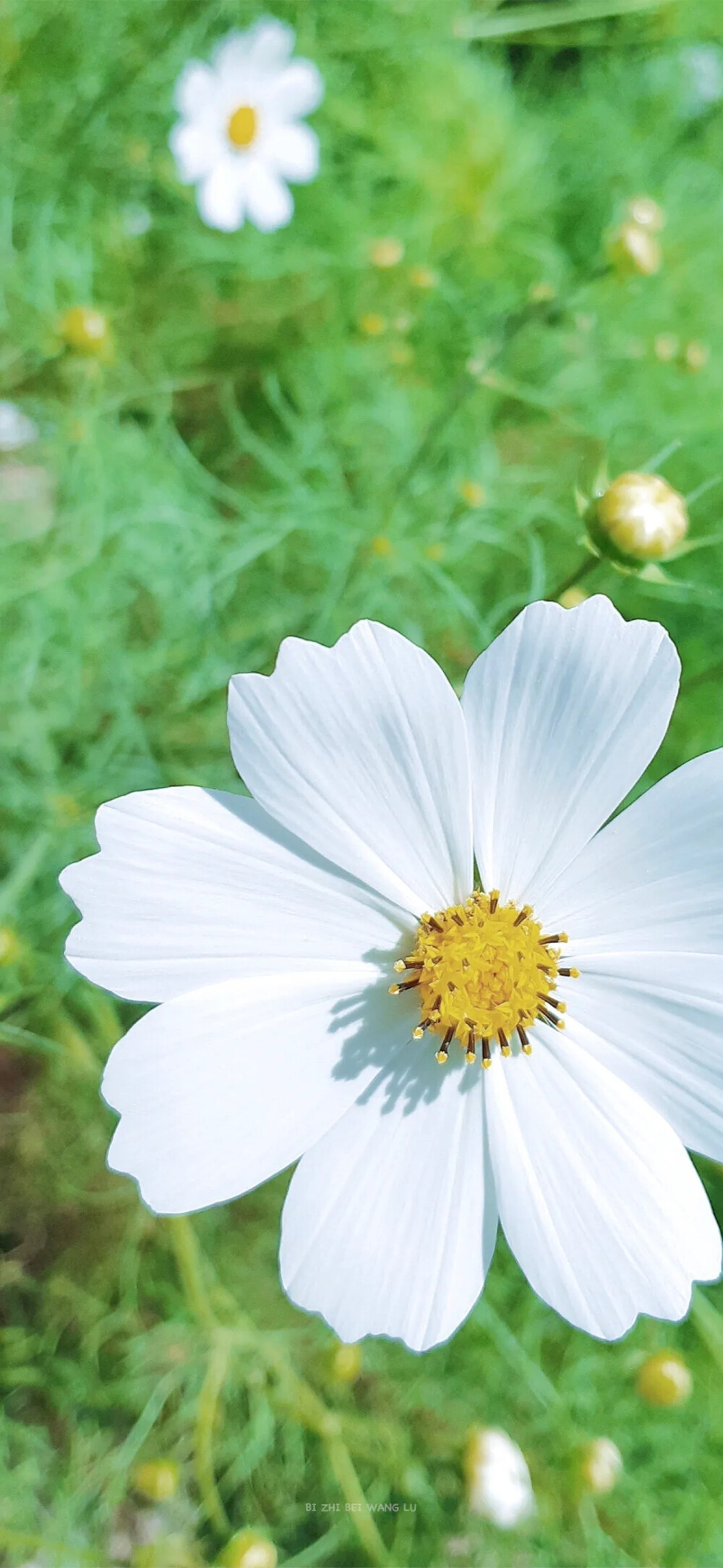 小雏菊