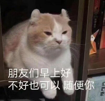 小猫猫