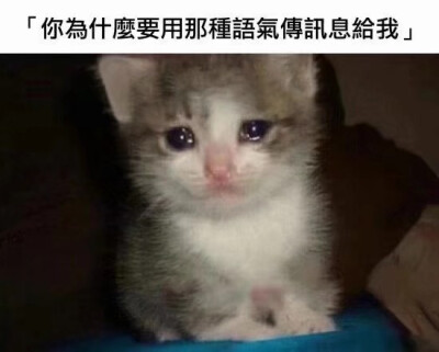 小猫猫