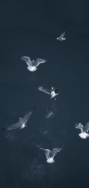 蓝色系手机壁纸         图源网络侵删删