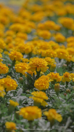 苏州园林       出处：小野弋沢    
侵权删