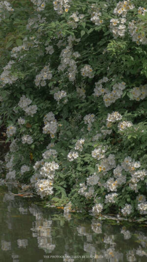 苏州园林       出处：小野弋沢    
侵权删