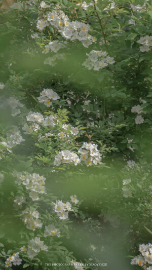 苏州园林       出处：小野弋沢    
侵权删