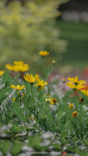苏州园林       出处：小野弋沢    
侵权删