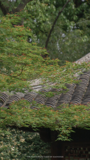 苏州园林       出处：小野弋沢    
侵权删