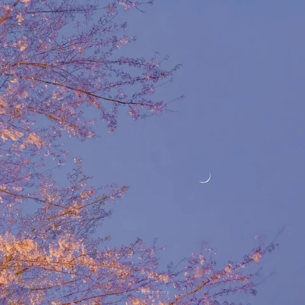 “我怀念那个夏天的飞鸟与蝉，夜樱和月”
夜樱花
朋友圈背景图/状态配图/文案配图
图源一升memory
‖侵删
