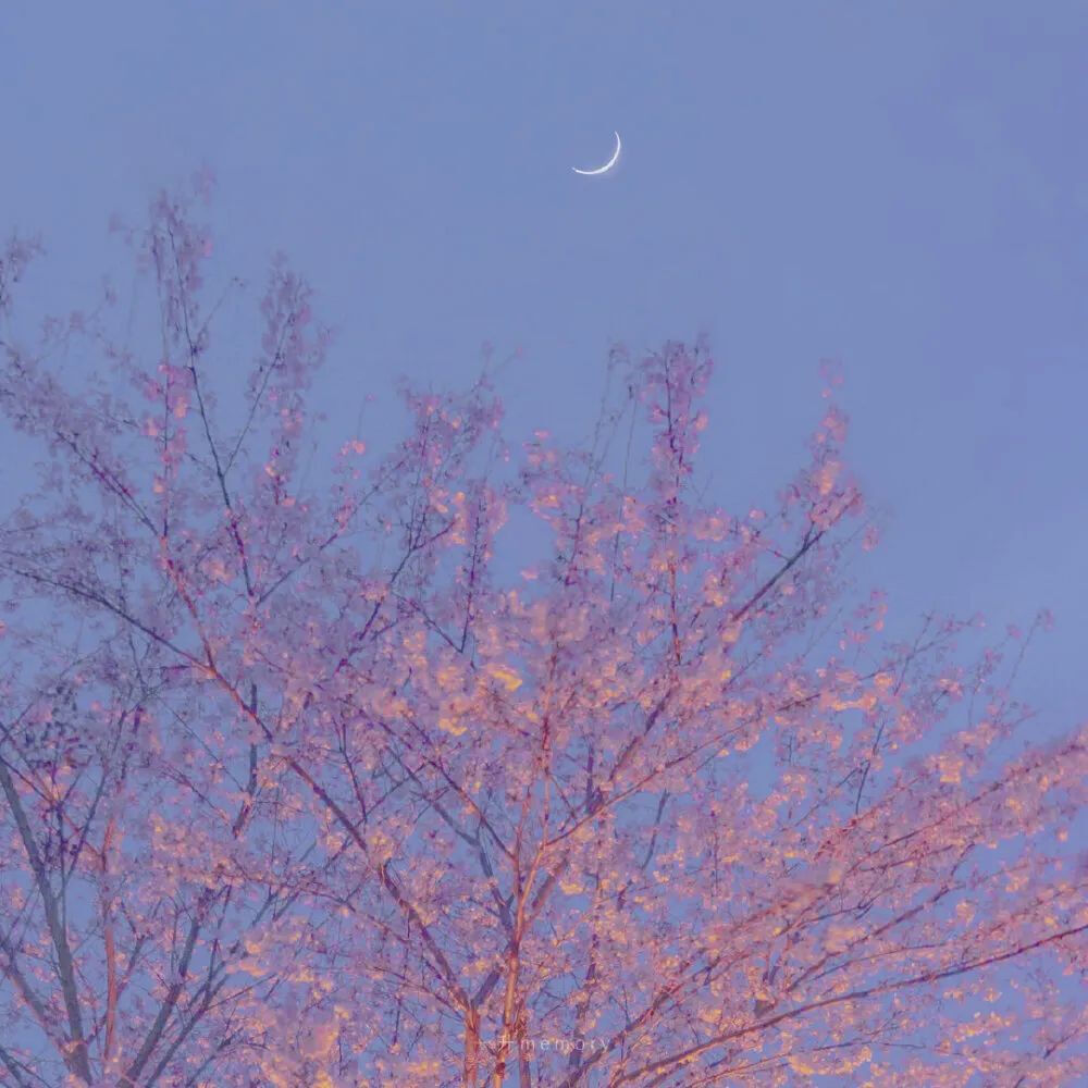 “我怀念那个夏天的飞鸟与蝉，夜樱和月”
夜樱花
朋友圈背景图/状态配图/文案配图
图源一升memory
‖侵删
