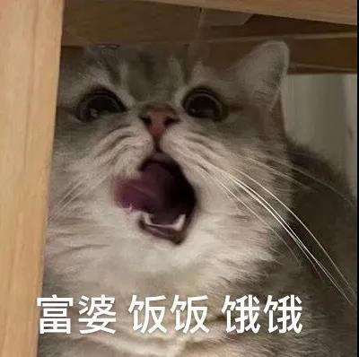 猫咪表情包，侵权删。