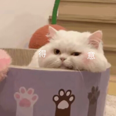 猫咪表情包，侵权删。