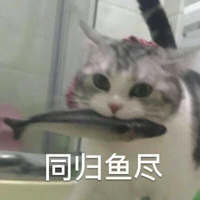 猫咪表情包，侵权删。