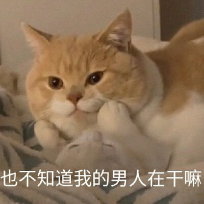 猫咪表情包，侵权删。