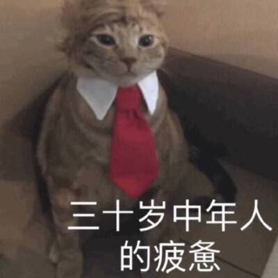 猫咪表情包 侵权删