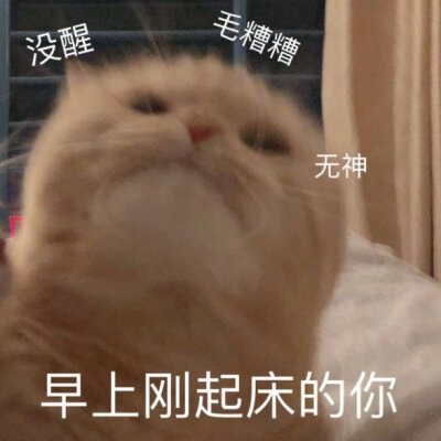 猫咪表情包 侵权删