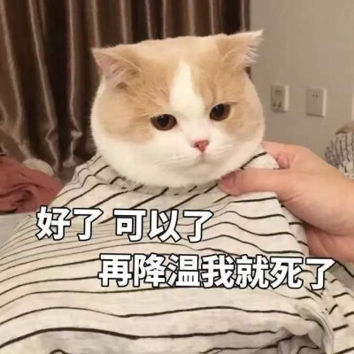 猫咪表情包 侵权删